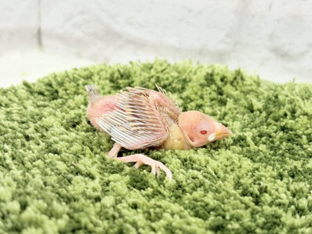シナモン文鳥