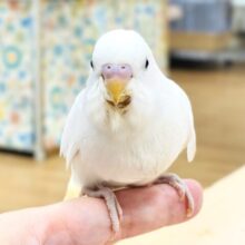 【最新画像】すくすく成長中❕セキセイインコ(ダブルファクター)(ヒナ)