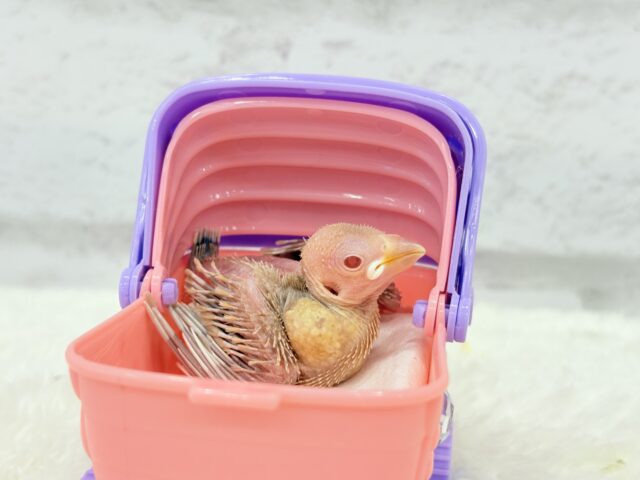 シナモン文鳥