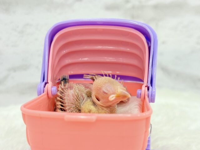 シナモン文鳥