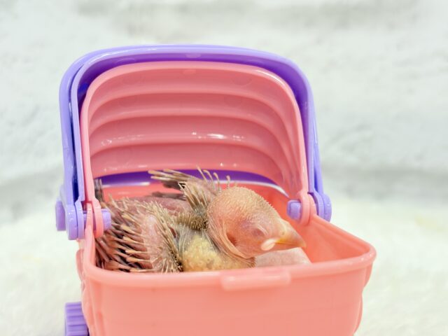 シナモン文鳥