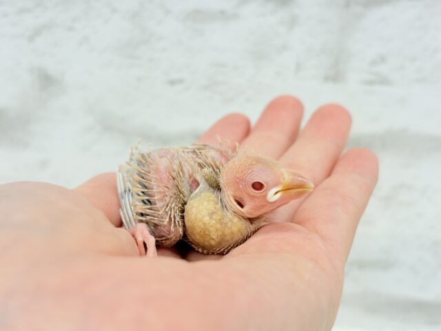 シナモン文鳥