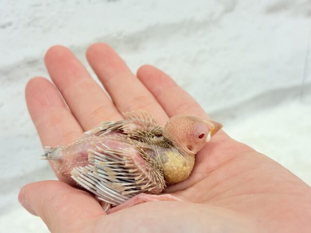 シナモン文鳥