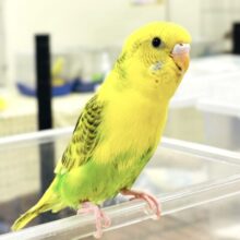 【最新画像】毎日元気に遊んでます❣️😍セキセイインコちゃん❣️(オパーリン)ヒナ