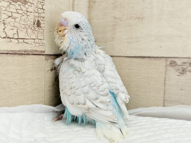 ジャンボセキセイインコ