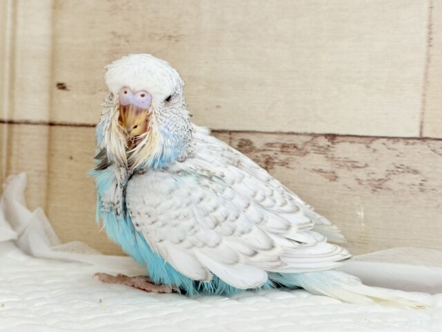 ジャンボセキセイインコ
