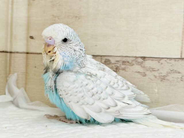 夏らしい🎐꙳⋆涼しげカラー🫧ジャンボセキセイインコ(スパングル) ヒナ