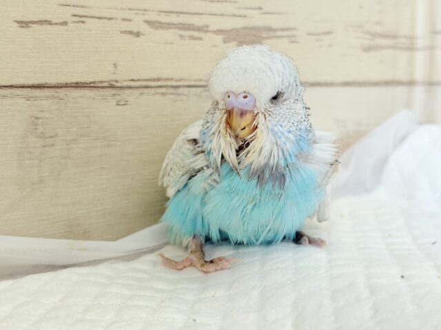 ジャンボセキセイインコ