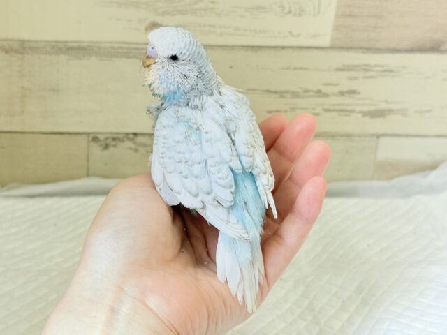 ジャンボセキセイインコ