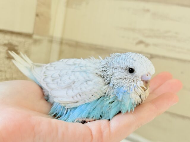ジャンボセキセイインコ