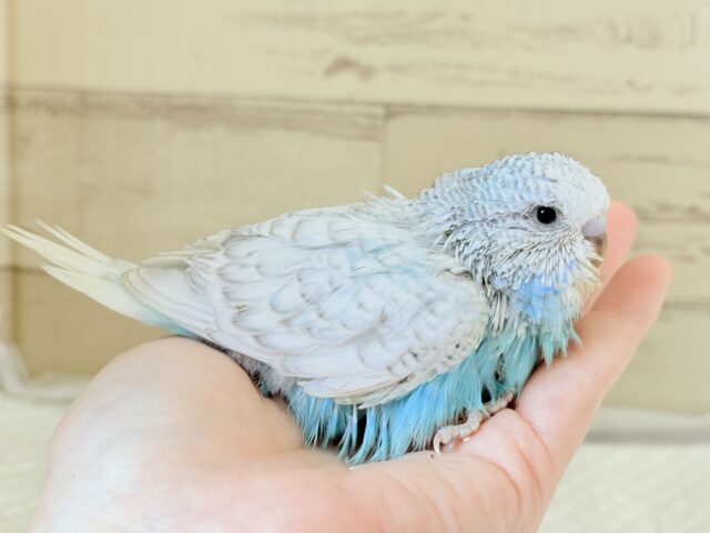 ジャンボセキセイインコ