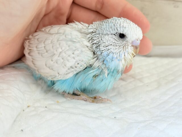 ジャンボセキセイインコ