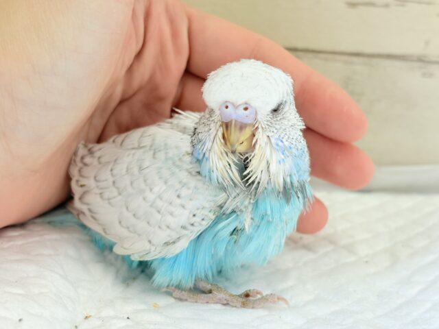 ジャンボセキセイインコ