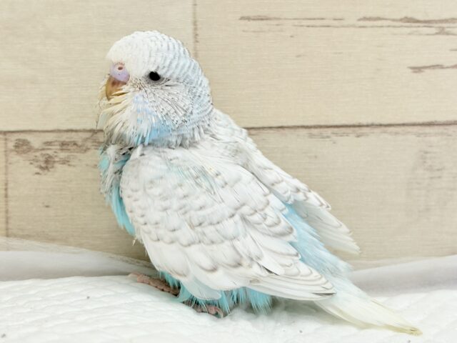 ジャンボセキセイインコ