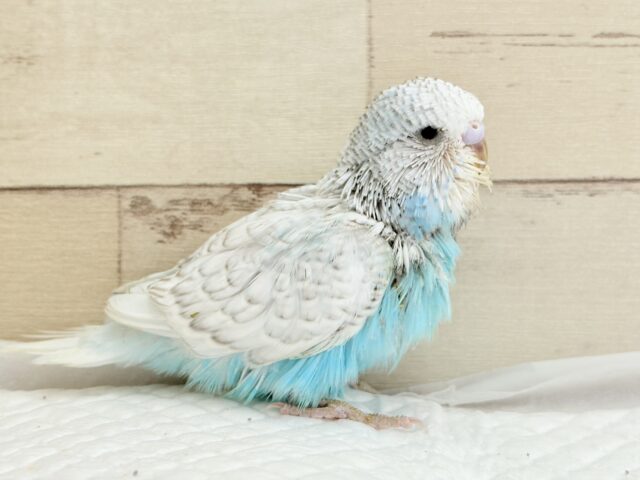 ジャンボセキセイインコ