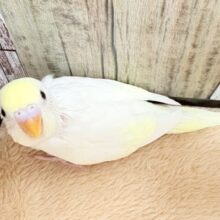 ふんわり優しい甘さ💛セキセイインコ(クリーム)(ヒナ)