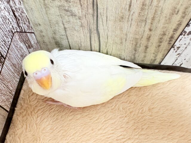 ふんわり優しい甘さ💛セキセイインコ(クリーム)(ヒナ)