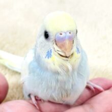 【最新画像】優しいクリームソーダ️️️🩵🍹セキセイインコ(パステルレインボースパングル)ヒナ