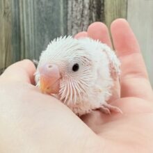大きくなる日が待ち遠しい❕セキセイインコ(ダブルファクター)(ヒナ)