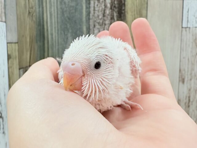 大きくなる日が待ち遠しい❕セキセイインコ(ダブルファクター)(ヒナ)