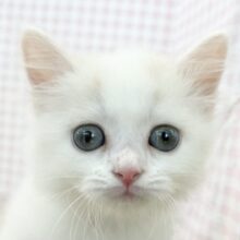 甘々❤️スコティッシュフォールドちゃん！