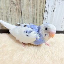 青色、白色の爽やかカラー🦋🌧セキセイインコ(パイド)(ヒナ)
