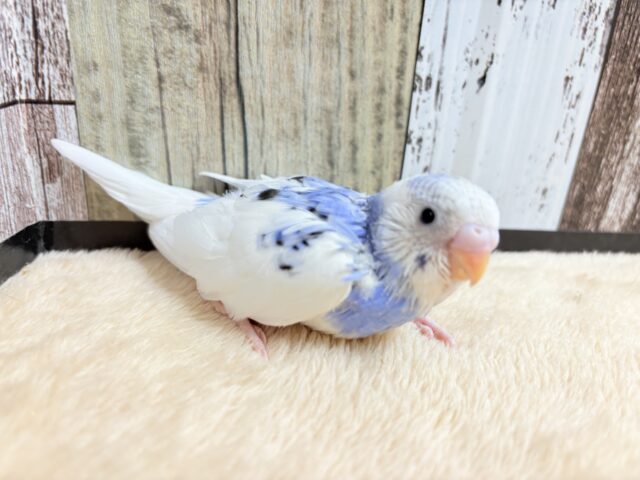 青色、白色の爽やかカラー🦋🌧セキセイインコ(パイド)(ヒナ)
