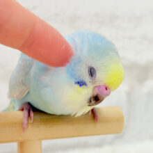【最新画像・動画更新🪄】すっきり爽やか〜🌈セキセイインコ(パステルレインボー) ヒナ