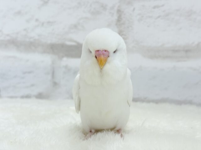 ジャンボセキセイインコ