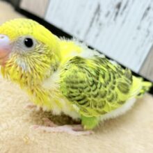 わたわたおぱんつがかわいい😍セキセイインコちゃん❣️(オパーリン)(ヒナ)