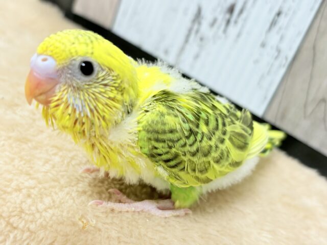 わたわたおぱんつがかわいい😍セキセイインコちゃん❣️(オパーリン)(ヒナ)