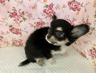 チワワ
