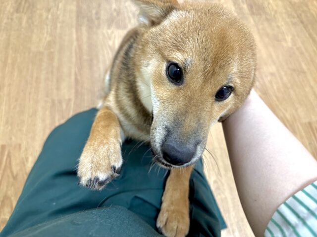柴犬