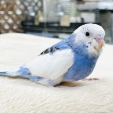 【最新画像】にこっとスマイル❣️セキセイインコ(パイド)ヒナ