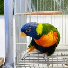 【最新画像】やんちゃな遊び好き🌟ゴシキセイガイインコ