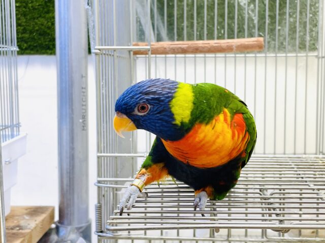 【最新画像】やんちゃな遊び好き🌟ゴシキセイガイインコ