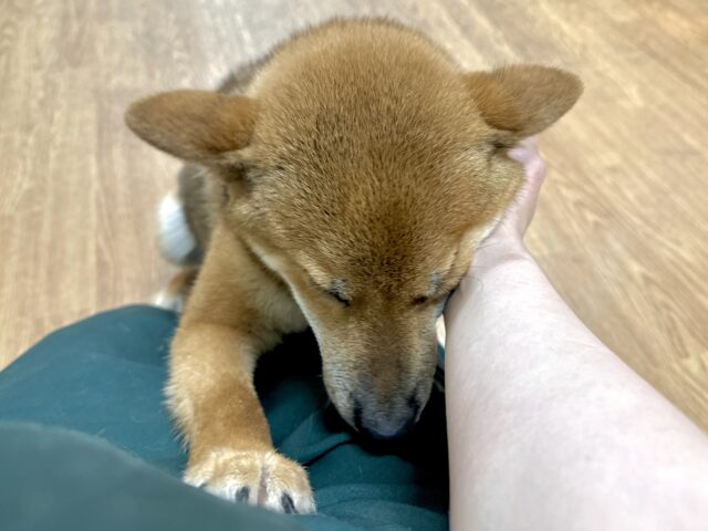 柴犬