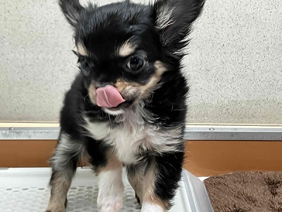 チワワ