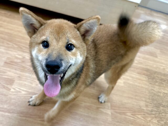 柴犬