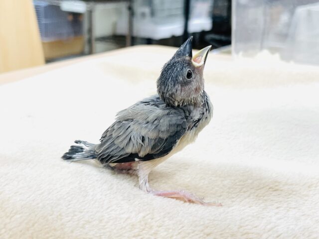 桜文鳥