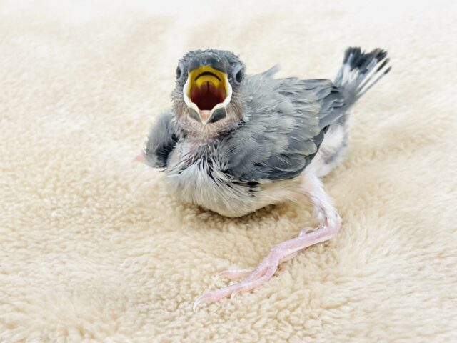 桜文鳥