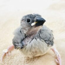 【最新画像】沢山食べて大きくなるよ‼️桜文鳥(ヒナ)