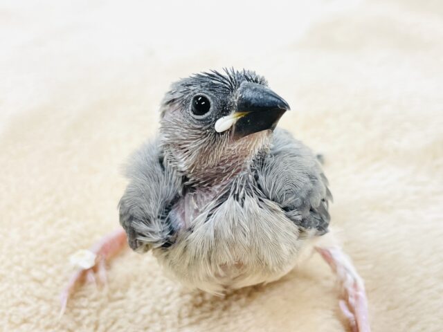 【最新画像】沢山食べて大きくなるよ‼️桜文鳥(ヒナ)