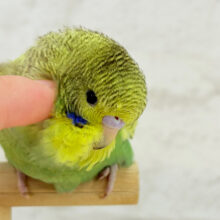 【最新画像更新🪄もうすぐひとり餌‪☆】元気いっぱい🌻お花ちゃん🌿ジャンボセキセイインコ(スパングル) ヒナ