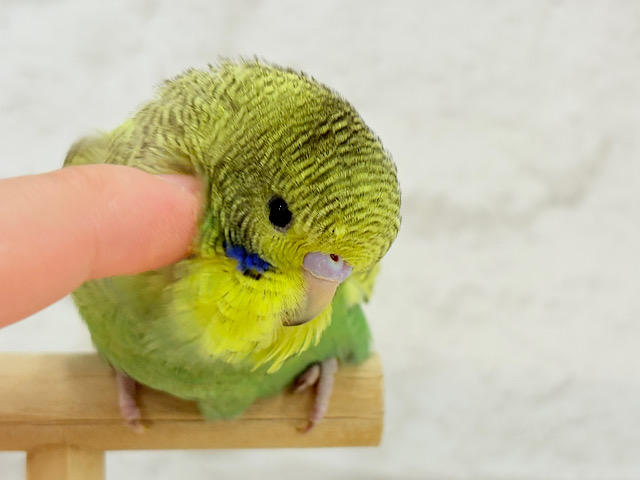 【動画更新🪄ひとり餌‪・カゴデビュー☆】元気いっぱい🌻お花ちゃん🌿ジャンボセキセイインコ(スパングル) ヒナ