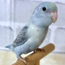 マメルリハ  ターコイズパステルコバルト  男の子  🦋🍀*.+゜