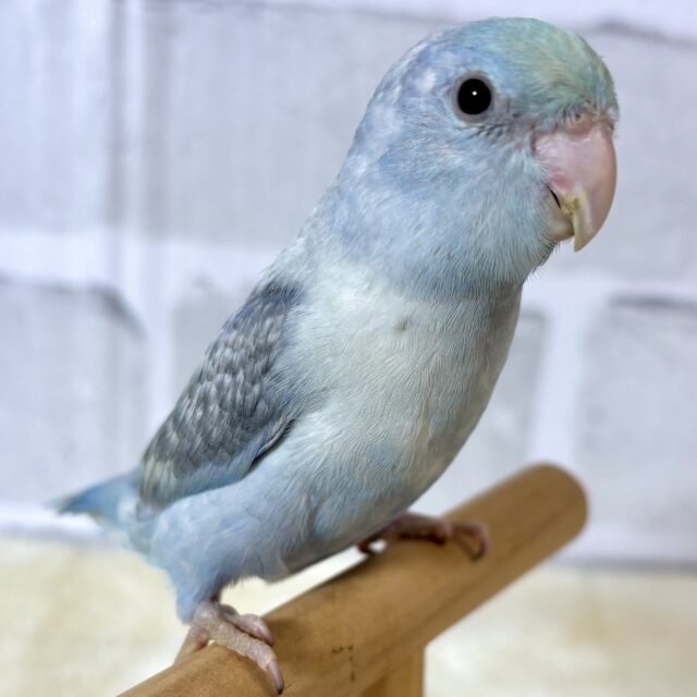 マメルリハ ターコイズパステルコバルト 男の子 🦋🍀*.+゜