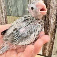 オシャレなモノトーンカラー🤍🖤オカメインコ(ホワイトフェイス)(ヒナ)