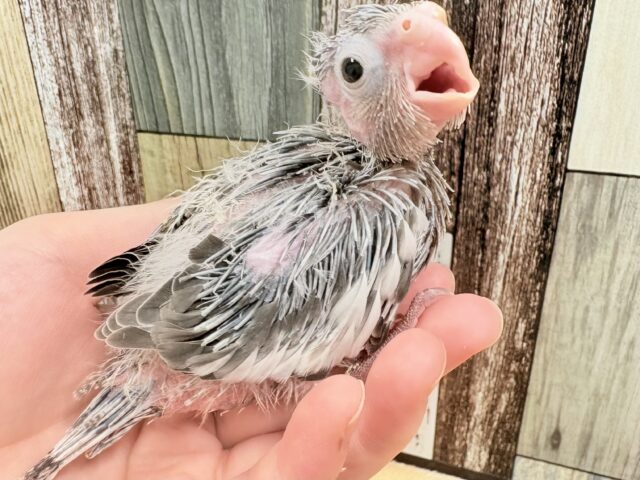 オシャレなモノトーンカラー🤍🖤オカメインコ(ホワイトフェイス)(ヒナ)