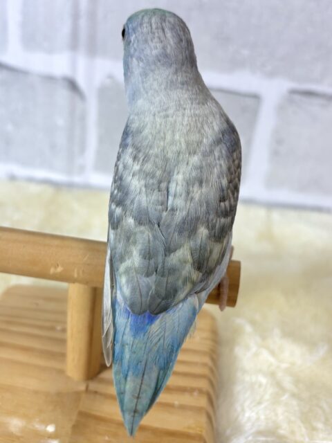 マメルリハ